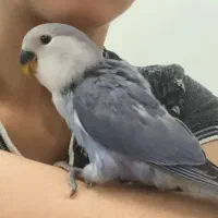 جوجه طوطی برزیلی دم دونخور نرم‌خور