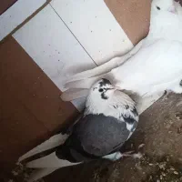 کفتر اصل و پرشی
