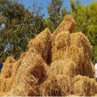 علوفه باغی خشک