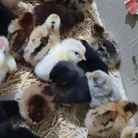 جوجه بومی نژاد دار