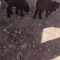 دوتا برمادا برا داشت