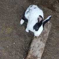 خرگوش نر بزرگ درشت چاق