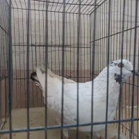کفتر فوری