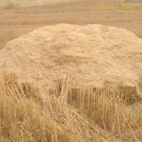 کاه دیم درجه یک