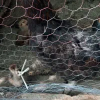 مرغ جوجه دار جوجه دورگ همه ریش
