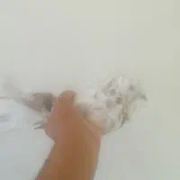 یه نر قلمکار و یه سوسک