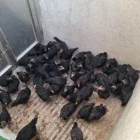 خروس سیاه رسمی برای قربانی درمحل