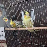 عروس هلندی