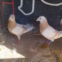 فروش کبوتر نر ماده کرم