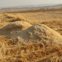 کاه گندم