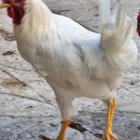 خروس جوان