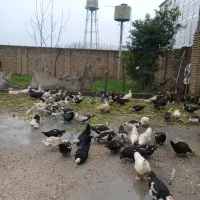 فروش اردک خارجی