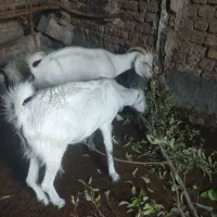 بز دورگه
