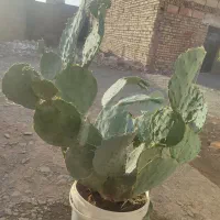 گل کاکتوس میوه دار