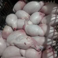 دنبلان گوسفند تازه درجه یک