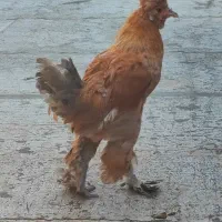 خروس نژاد دار و محلی و اردک نر