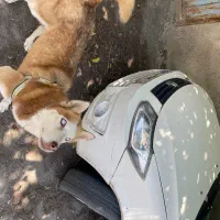 واگذاری سگ هاسکی با ۵ تا توله فروش و یا معاوضه