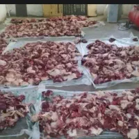 دامداری یوسف گوسفند و بره