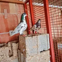 یک جفت شهری گل دار