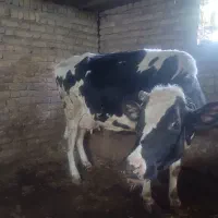 گاو شیری به همراه گوساله