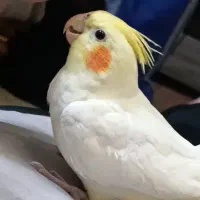 گمشده