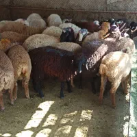 قلم ریز ابی زنده دو دندان جوان