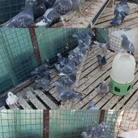 کفتر