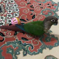 گرینچیک|پرنده|شهرکرد, |دیوار