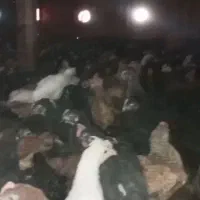 مرغو خروس محلی