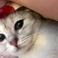 گربه اسکاتیش