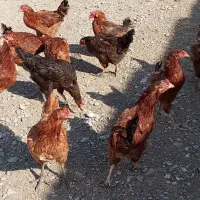 مرغ کردی