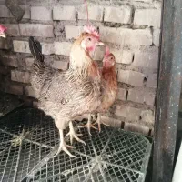 مرغ وخروس(فروش فوری)