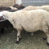 میش چاق(آبستن)