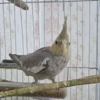 عروس هلندی ماده