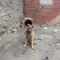 سگ ژرمن|سگ|مریوان, |دیوار