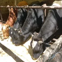 گوساله چاق چاق