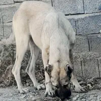 سراب اصیل