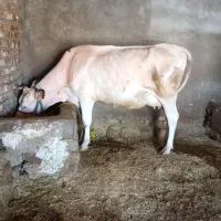 فروش یک گاو گوساله