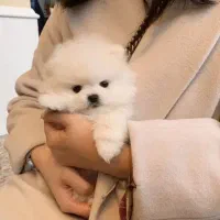 پامر / پودل/ گلدن /سامویید/ چاوچاو