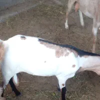 کهره سومال