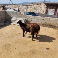 ۷راس بره نر