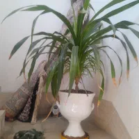 گل ابشاری