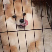 پامرین خرسی بازیگوش