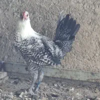 ۲عدد خروس براکل ۷ماهه بفروش میرسد