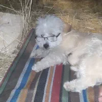 سگ گمشده