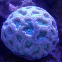 انواع (مرجان و ماهی)آکواریوم آب شور و حرمیت