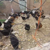 جوجه مرغ و بوقلمون