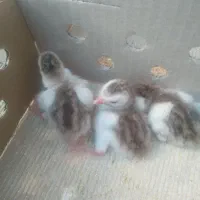 مرغ شاخ دار