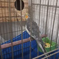 عروس هلندی