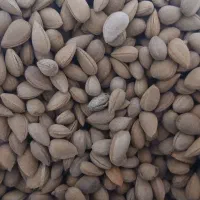 بادام کوهی تازه تازه ودرشت تمیز فروش فوری